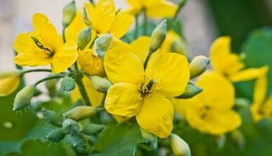 Celandine για τη θεραπεία του μύκητα